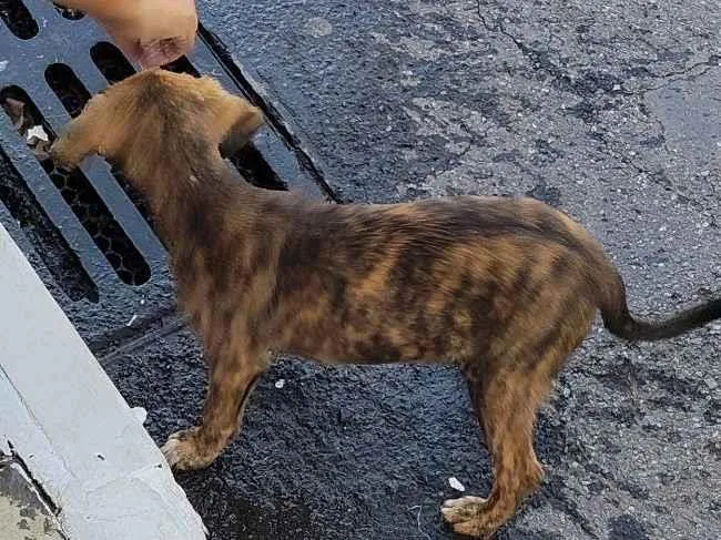 Cachorro raça SRD-ViraLata idade 2 a 6 meses nome Tigresa