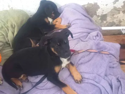 Cachorro raça SRD-ViraLata idade 2 a 6 meses nome Amora