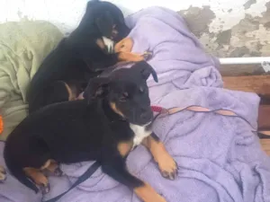 Cachorro raça SRD-ViraLata idade 2 a 6 meses nome Amora