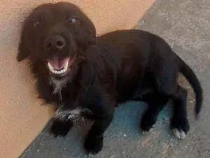 Cachorro raça SRD-ViraLata idade 2 anos nome Ruby