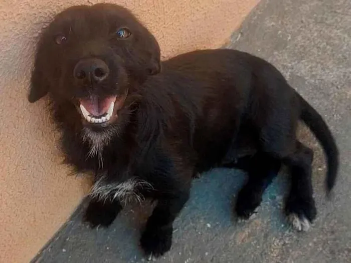 Cachorro raça SRD-ViraLata idade 2 anos nome Ruby