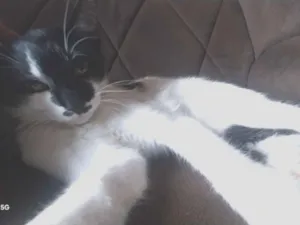 Gato raça SRD-ViraLata idade 7 a 11 meses nome Flozinha