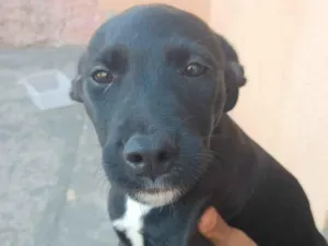 Cachorro raça SRD-ViraLata idade 2 a 6 meses nome Zara