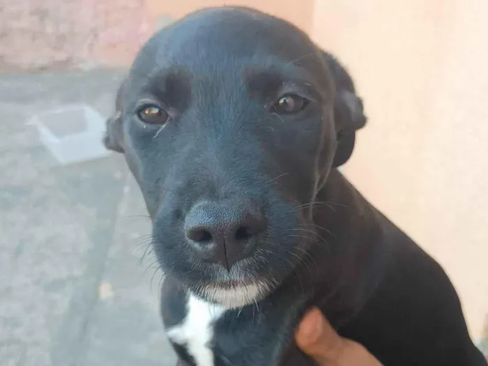 Cachorro raça SRD-ViraLata idade 2 a 6 meses nome Zara