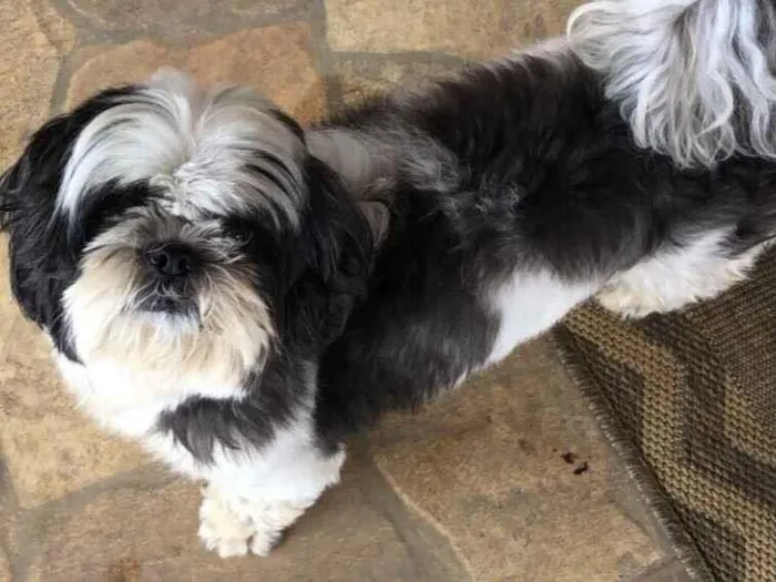 Cachorro raça Shitzu idade 6 ou mais anos nome Lucky