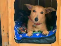 Cachorro raça SRD-ViraLata idade 1 ano nome Max