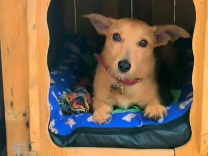 Cachorro raça SRD-ViraLata idade 1 ano nome Max