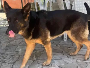 Cachorro raça Pastor Alemão idade 6 ou mais anos nome Themis