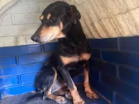 Cachorro raça SRD-ViraLata idade 6 ou mais anos nome Melita