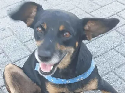 Cachorro raça Pinscher idade 6 ou mais anos nome Pretinha