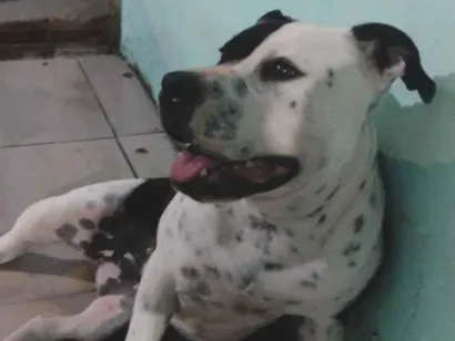 Cachorro raça Pit-Bull idade 1 ano nome Zaara