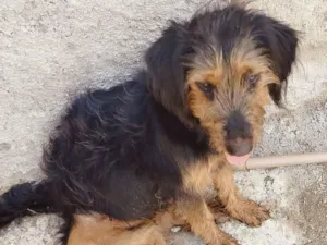 Cachorro raça SRD-ViraLata idade 7 a 11 meses nome Magui