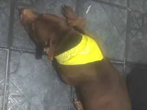 Cachorro raça Pit-Bull idade 3 anos nome Apolo