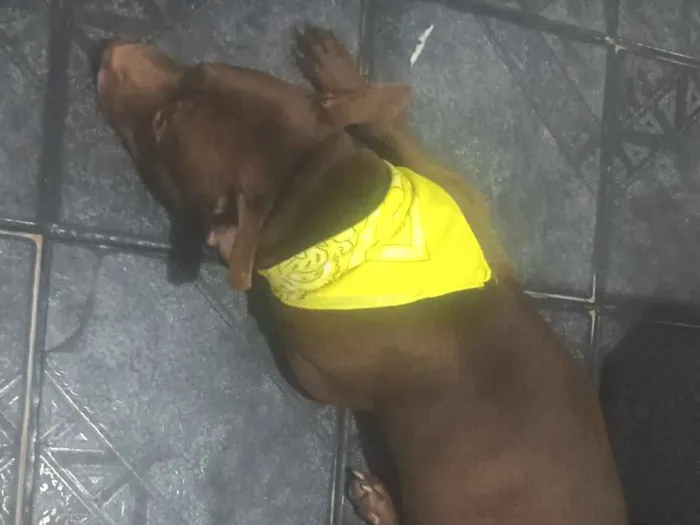 Cachorro raça Pit-Bull idade 3 anos nome Apolo