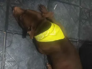 Cachorro raça Pit-Bull idade 3 anos nome Apolo