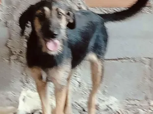 Cachorro raça SRD-ViraLata idade 7 a 11 meses nome Preta