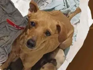 Cachorro raça SRD-ViraLata idade 1 ano nome Betânia 