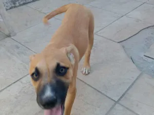 Cachorro raça SRD-ViraLata idade 2 a 6 meses nome Scooby 