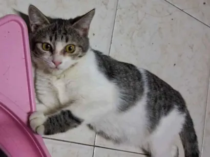 Gato raça SRD-ViraLata idade 2 a 6 meses nome Bela
