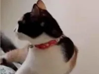 Gato raça SRD-ViraLata idade 4 anos nome Patel