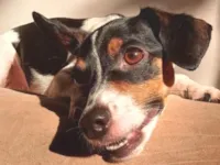 Cachorro raça SRD-ViraLata idade 3 anos nome Amora