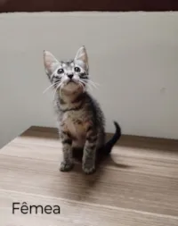 Gatinha fêmea