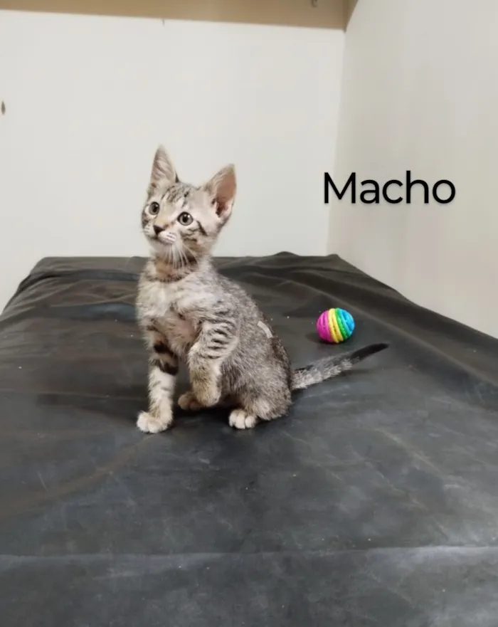 Gato raça SRD-ViraLata idade Abaixo de 2 meses nome Gatinho macho 