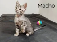Gatinho macho 