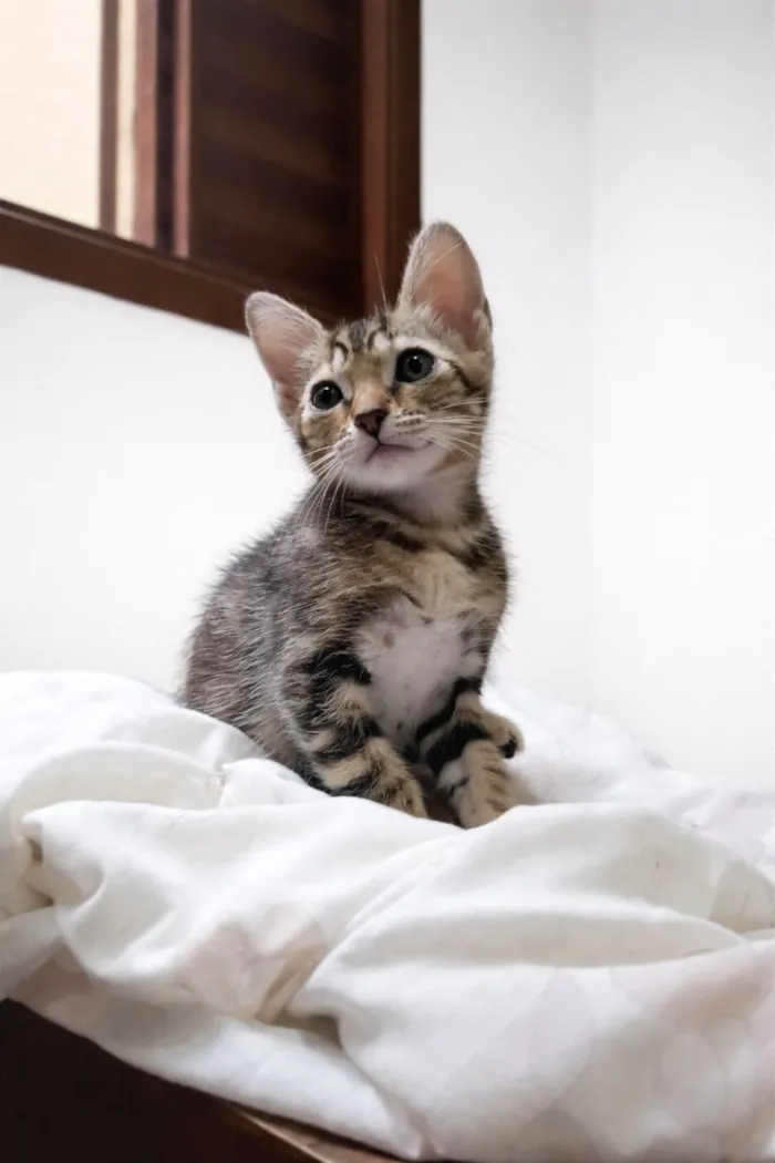 Gato raça SRD-ViraLata idade 2 a 6 meses nome Gatinhas fêmeas 