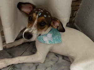 Cachorro raça SRD-ViraLata idade 1 ano nome Bela