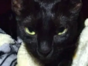 Gato raça SRD-ViraLata idade 2 a 6 meses nome Não tem nome definido