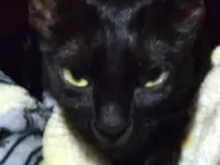 Gato raça SRD-ViraLata idade 2 a 6 meses nome Não tem nome definido