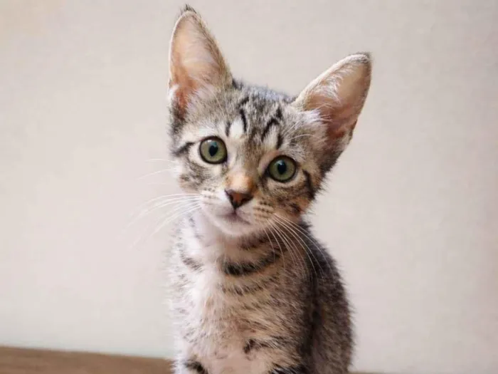 Gato raça SRD-ViraLata idade Abaixo de 2 meses nome Gatinha fêmea 
