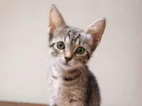 Gato raça SRD-ViraLata idade 2 a 6 meses nome Gatinhas fêmeas 