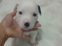 Cachorro raça SRD-ViraLata idade Abaixo de 2 meses nome Filhote 