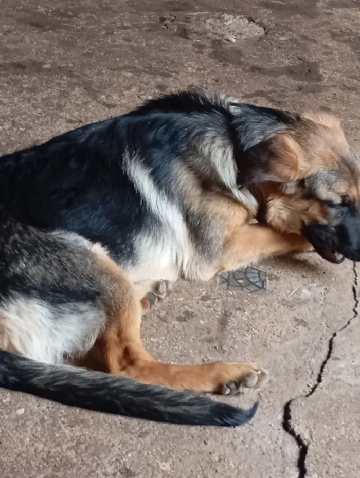 Cachorro raça Pastor Alemão idade 1 ano nome Bolt 