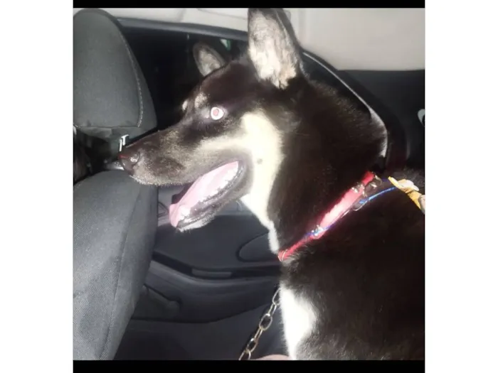 Cachorro raça Husky Siberiano idade 3 anos nome Apollo