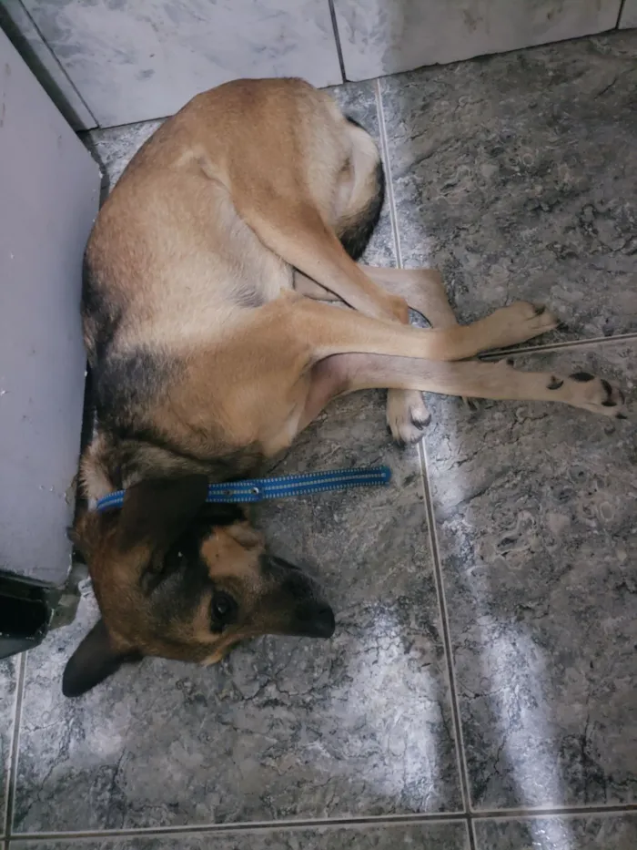 Cachorro raça SRD-ViraLata idade 5 anos nome Mel 