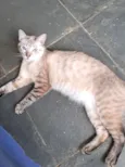 Gato raça SRD-ViraLata idade 1 ano nome Toni