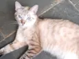Gato raça SRD-ViraLata idade 1 ano nome Toni