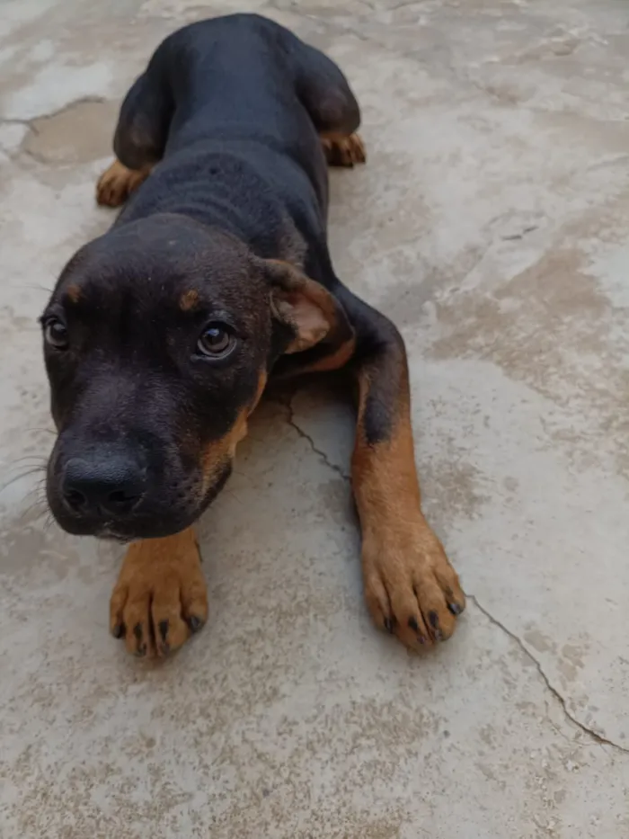 Cachorro raça Rottweiler idade 2 a 6 meses nome Dino
