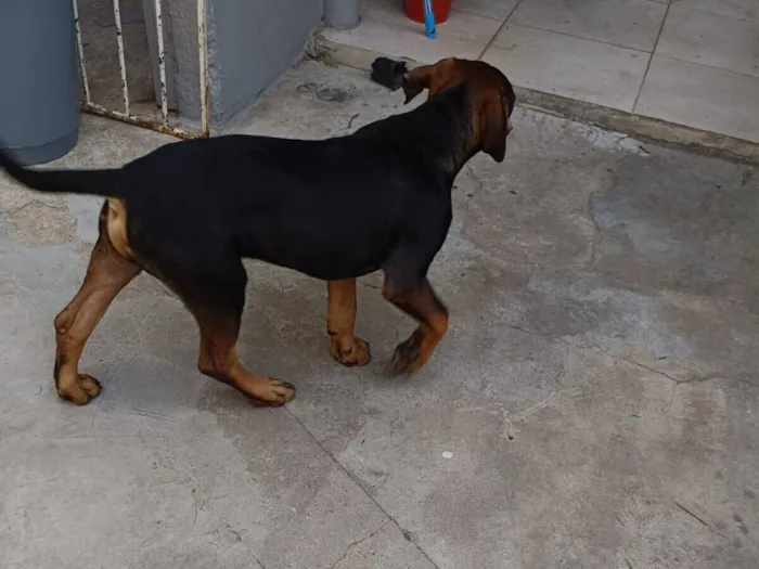 Cachorro raça Rottweiler idade 2 a 6 meses nome Dino