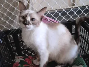 Gato raça SRD-ViraLata idade 1 ano nome Tina