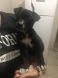 Cachorro raça SRD-ViraLata idade 2 a 6 meses nome Kiara 