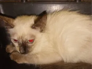 Gato raça Siamês idade 2 a 6 meses nome Sem nome