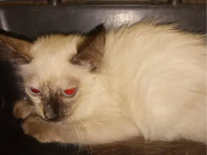 Gato raça Siamês idade 2 a 6 meses nome Sem nome