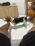 Cachorro raça Cocker idade 7 a 11 meses nome Freddy (beagle)