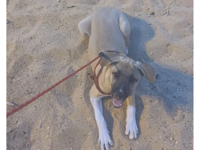 Cachorro raça SRD-ViraLata idade 2 a 6 meses nome Emmy