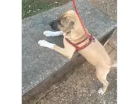 Cachorro raça SRD-ViraLata idade 2 a 6 meses nome Emmy