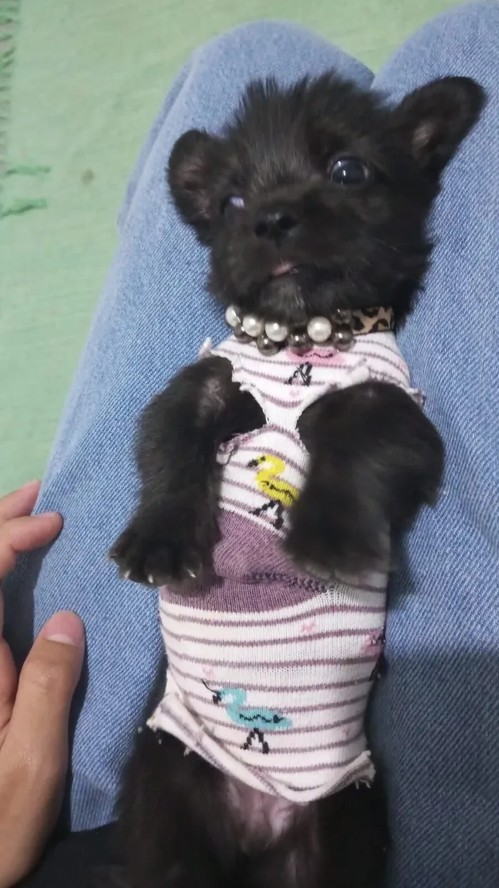 Cachorro raça SRD-ViraLata idade Abaixo de 2 meses nome Sem nome